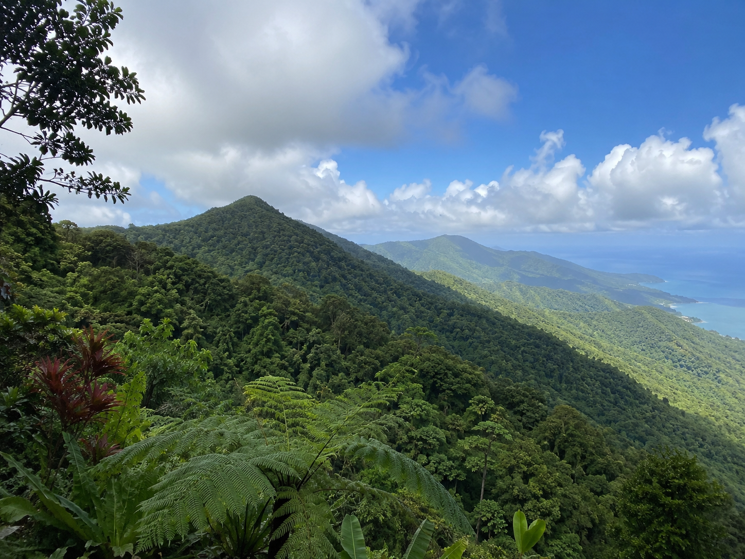 El Yunque tropical rainforest in the US National Forest system